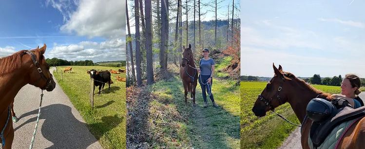 © DQHA „Trail-Ride-Program“